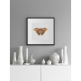 Постер "Botany. Butterflies"