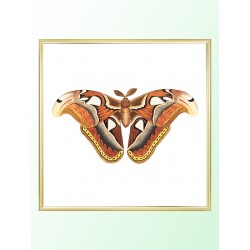 Постер "Botany. Butterflies"