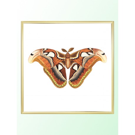 Постер "Botany. Butterflies"