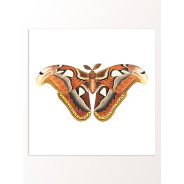 Постер "Botany. Butterflies"
