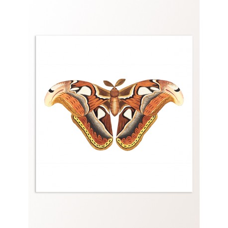Постер "Botany. Butterflies"