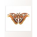 Постер "Botany. Butterflies"