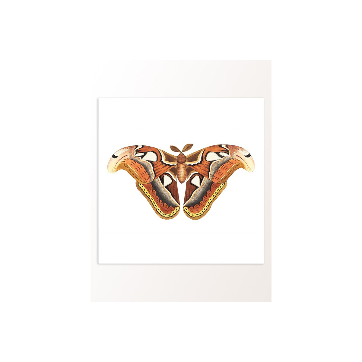 Постер "Botany. Butterflies"