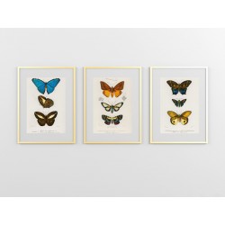 Постер в рамке "Botany. Butterflies"