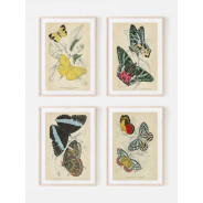 Постер в рамке "Botany. Butterflies"