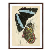 Постер в рамці "Botany. Butterflies"