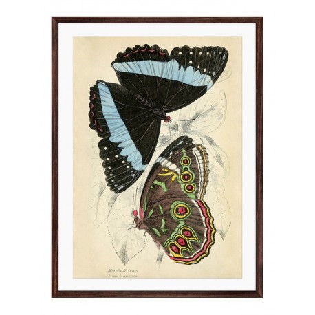 Постер в рамці "Botany. Butterflies"