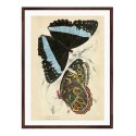 Постер в рамці "Botany. Butterflies"