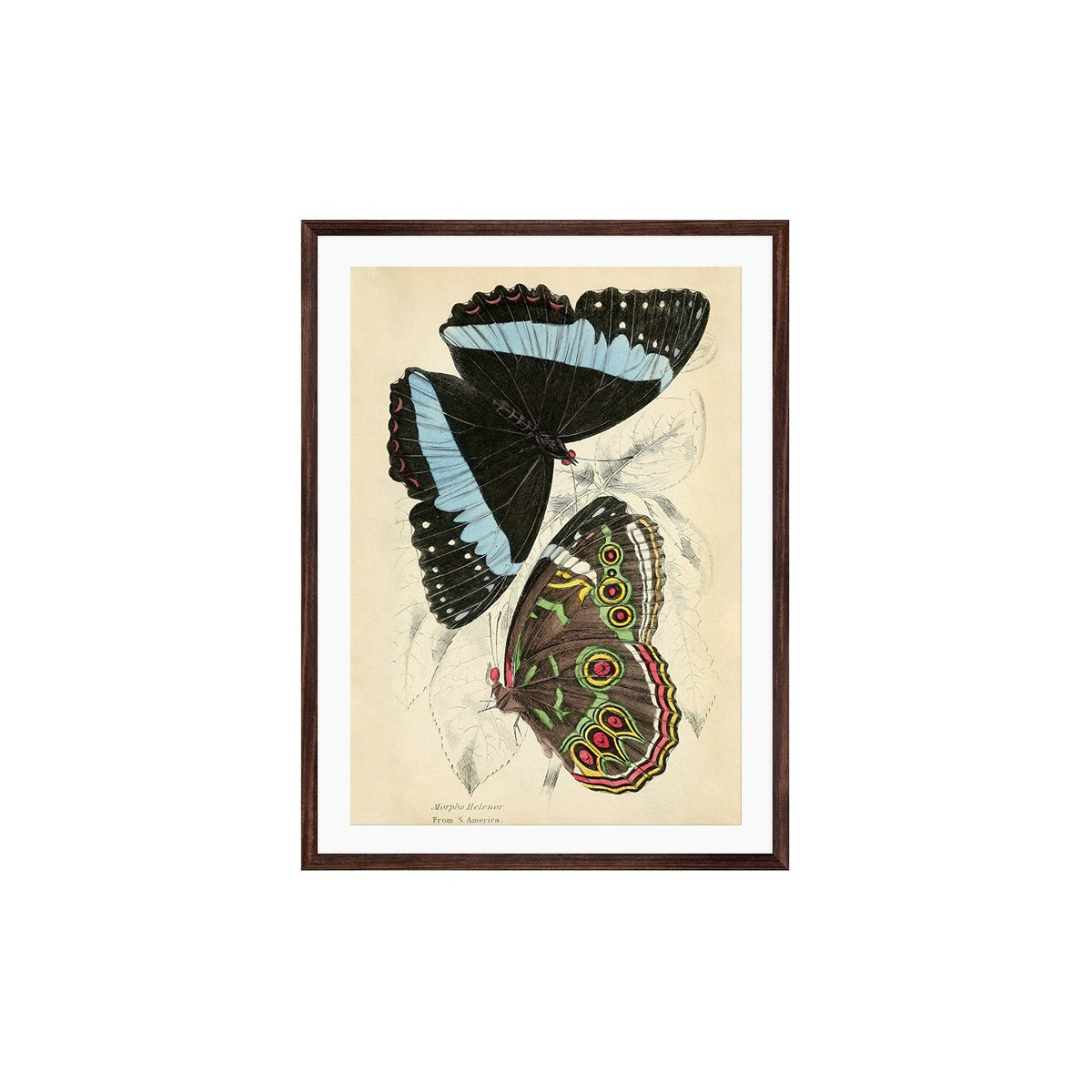 Постер в рамці "Botany. Butterflies"