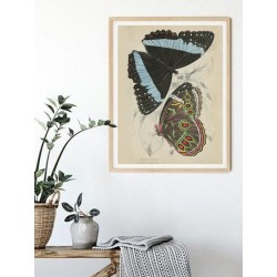 Постер в рамке "Botany. Butterflies"