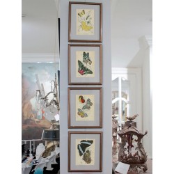 Постер в рамці "Botany. Butterflies"