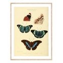 Постер в рамке "Botany. Butterflies"