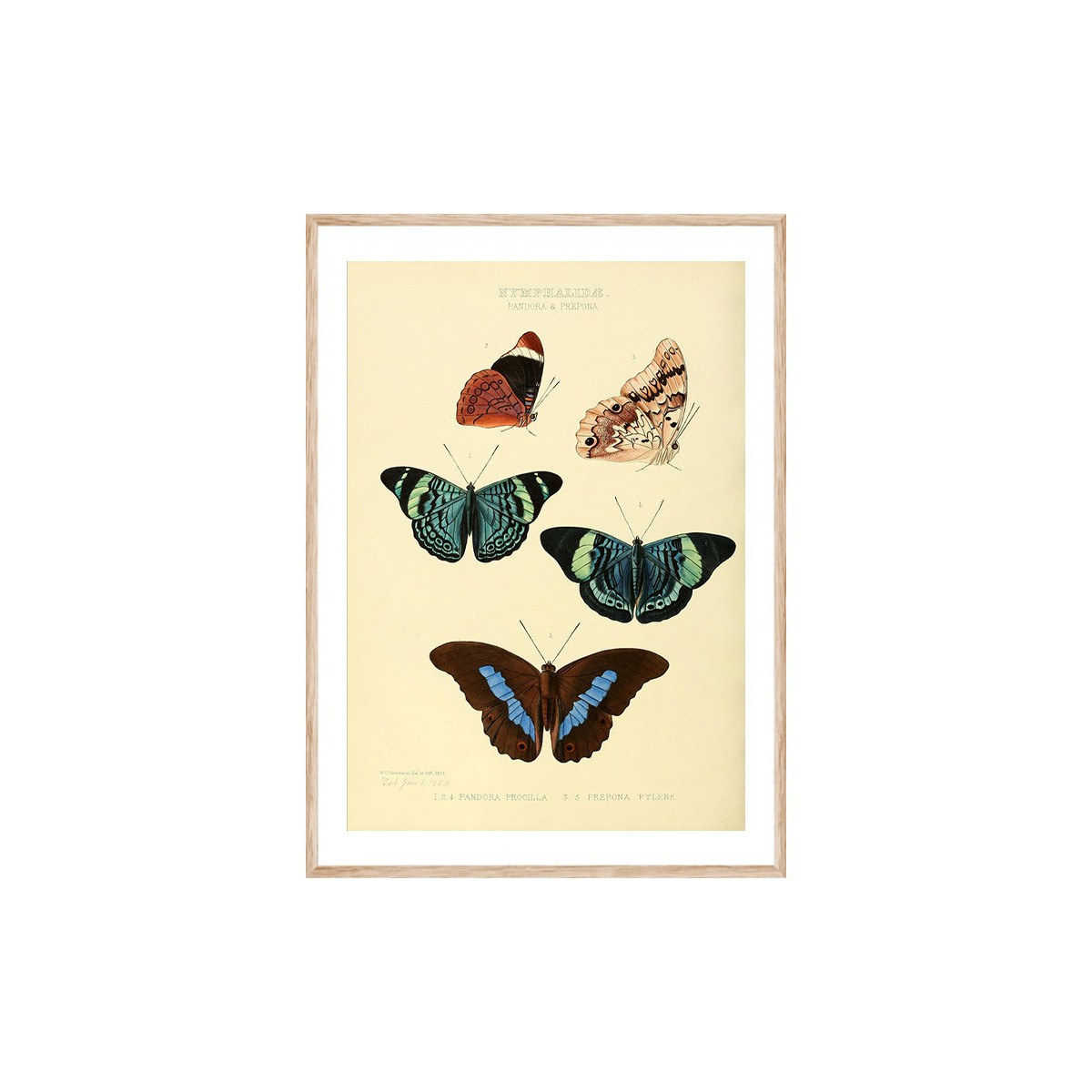 Постер в рамке "Botany. Butterflies"