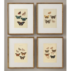 Постер в рамке "Botany. Butterflies"