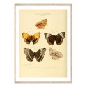 Постер в рамке "Botany. Butterflies"
