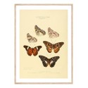 Постер в рамке "Botany. Butterflies"