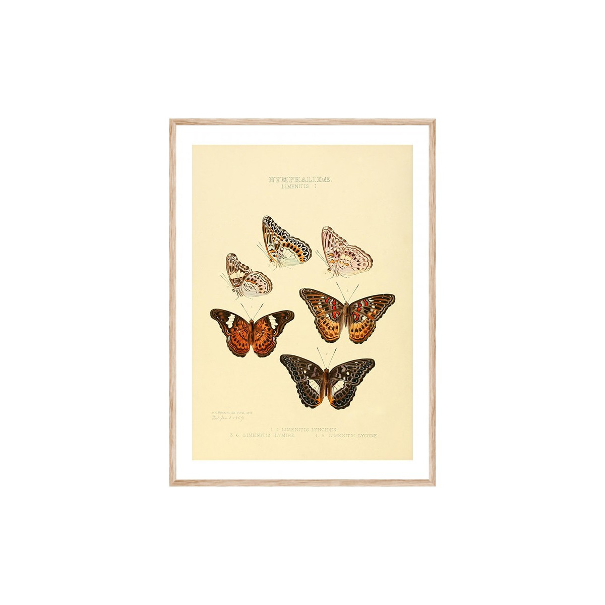 Постер в рамці "Botany. Butterflies"