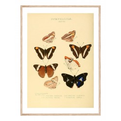 Постер в рамці "Botany. Butterflies"