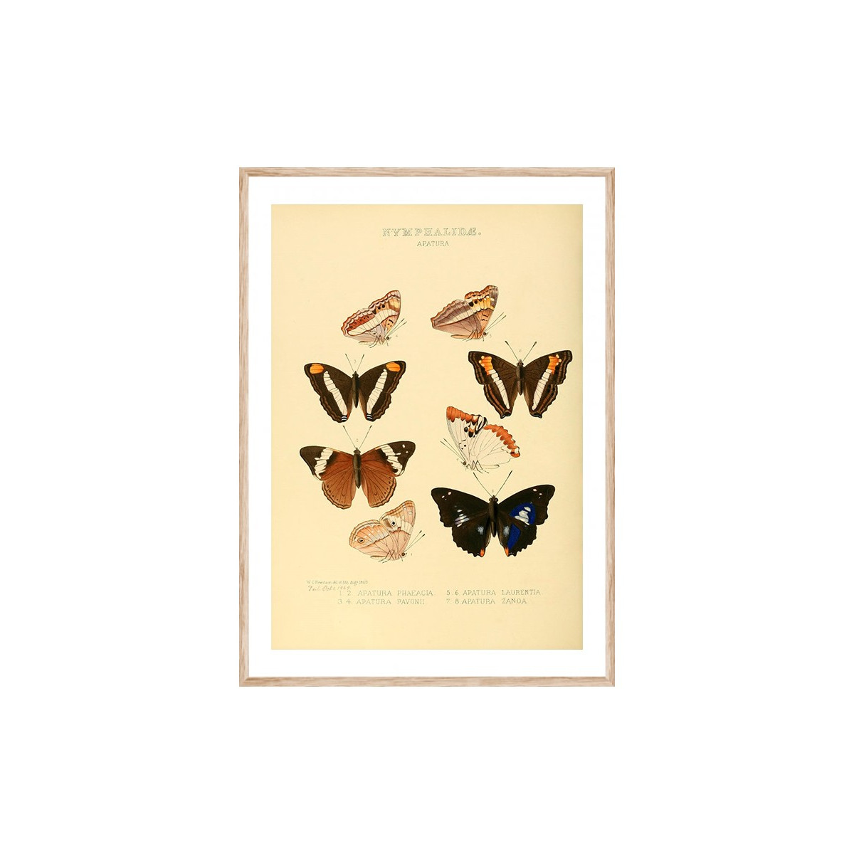 Постер в рамке "Botany. Butterflies"