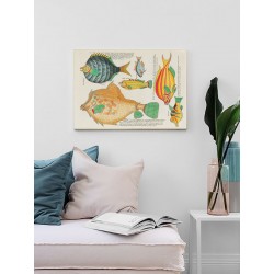 Постер в рамці "Психоделічні риби Луї Ренара (1678–1746)"