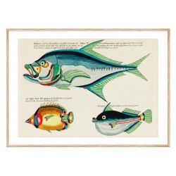 Постер в рамке "Психоделочные рыбы Луи Ренара (1678–1746)"