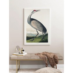 Постер в рамке "Аист. Джон Джеймс Одюбон (1835)"