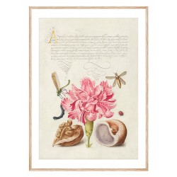 Постер в рамці "Flowers. Botany"