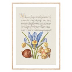 Постер в рамці "Flowers. Botany"