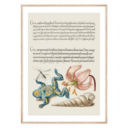 Постер в рамке "Flowers. Botany"