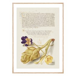 Постер в рамке "Flowers. Botany"
