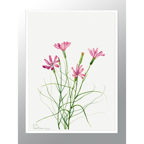 Постер в рамке "Flowers. Botany"