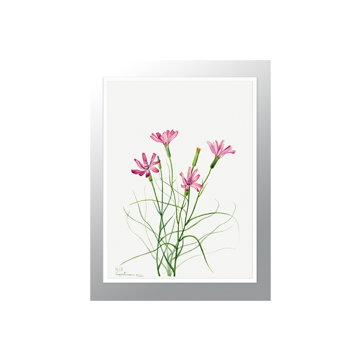 Постер в рамке "Flowers. Botany"