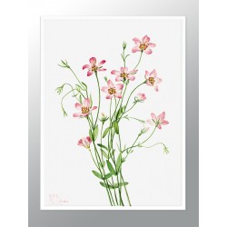 Постер в рамке "Flowers. Botany"