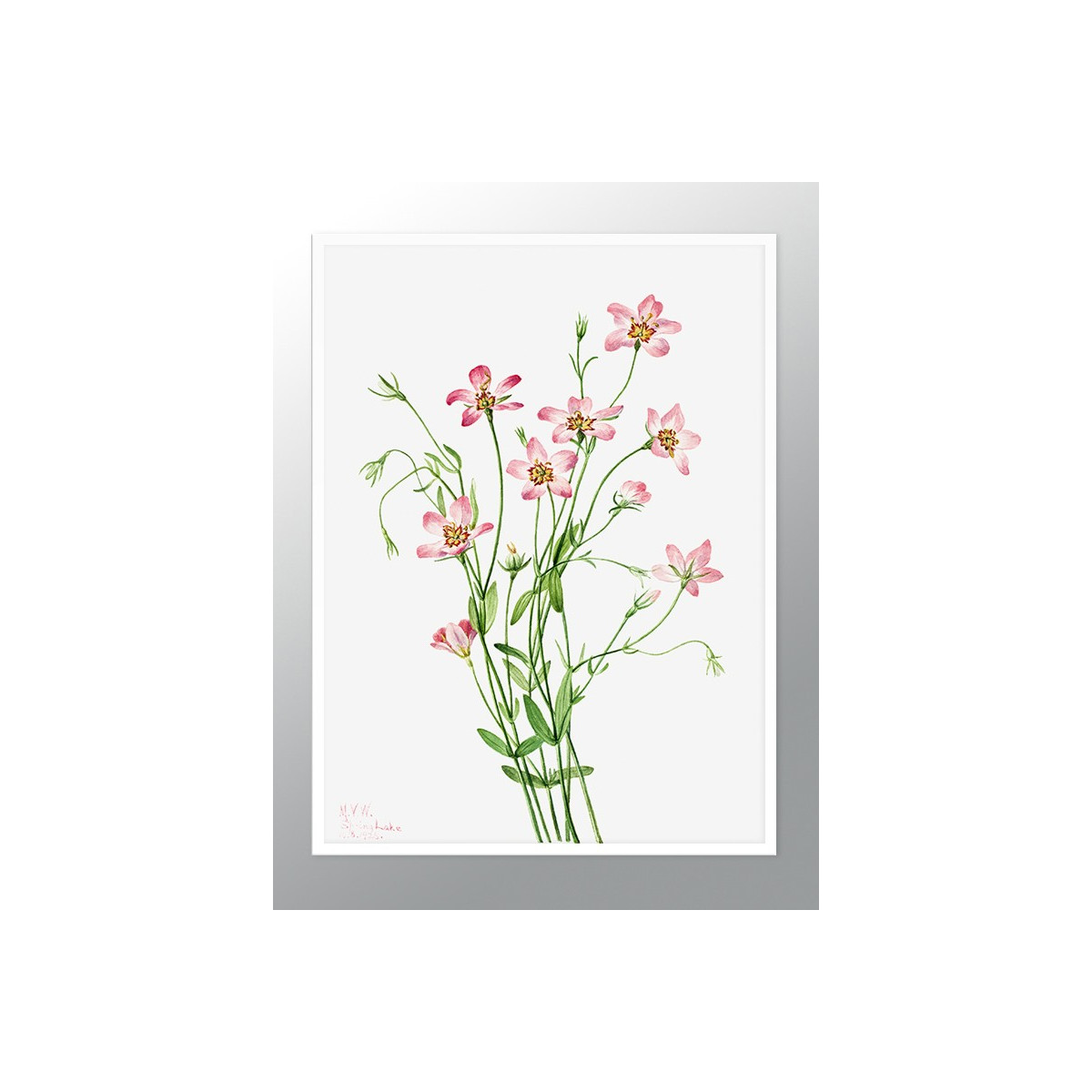 Постер в рамке "Flowers. Botany"
