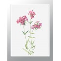 Постер в рамці "Flowers. Botany"