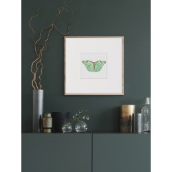 Постер в рамке "Botany. Butterflies"