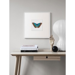 Постер в рамке "Botany. Butterflies"