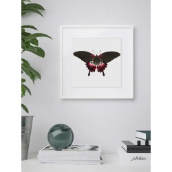 Постер в рамке "Botany. Butterflies"