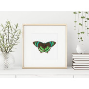 Постер в рамке "Botany. Butterflies"