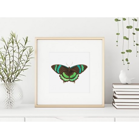 Постер в рамке "Botany. Butterflies"