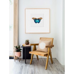 Постер в рамці "Botany. Butterflies"