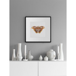 Постер в рамке "Botany. Butterflies"