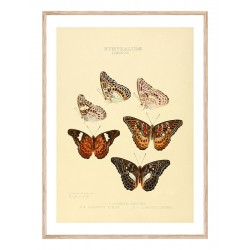 Постер "Botany. Butterflies"