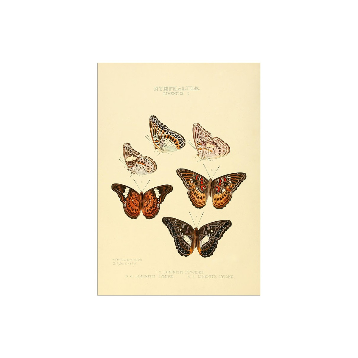 Постер "Botany. Butterflies"
