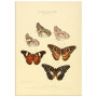 Постер "Botany. Butterflies"