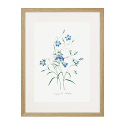 Постер "Botany. Butterflies"