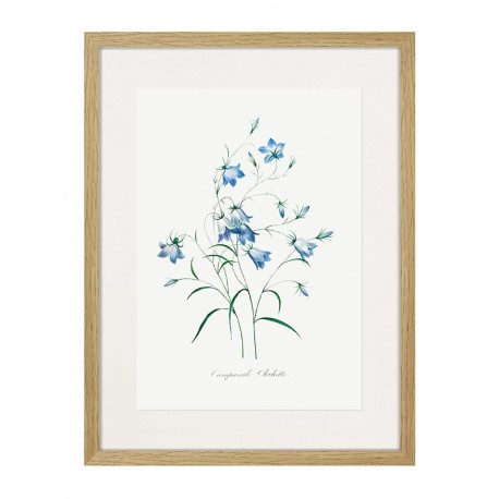 Постер "Botany. Butterflies"
