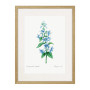 Постер "Botany. Butterflies"