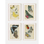 Постер "Botany. Butterflies"