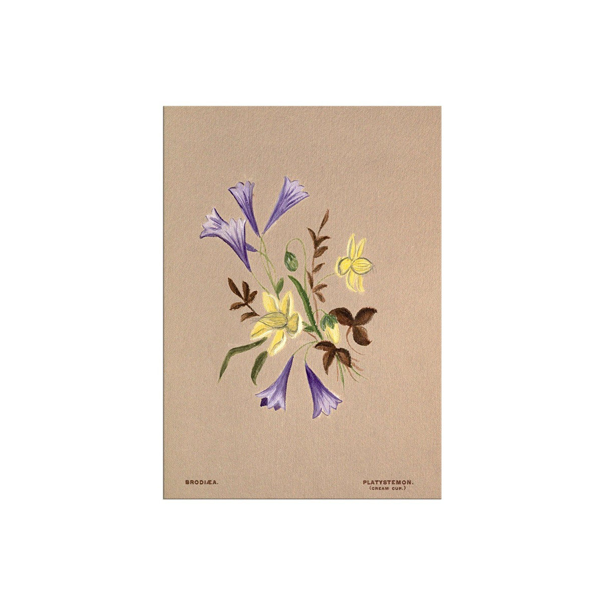 Постер "Botanical flowers"